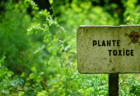 A Guide to Prohibited Plants at In-vessel Composting Facilities