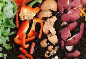 What Should I Put in My Compost Bin? A Guide to Successful Composting