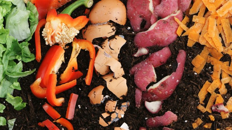 What Should I Put in My Compost Bin